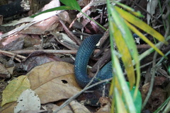 Naja sumatrana