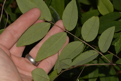 Derris involuta