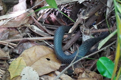 Naja sumatrana