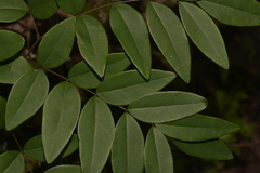 Derris involuta