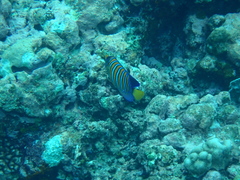 Pygoplites diacanthus