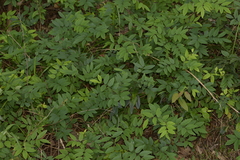 Derris involuta