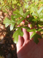 Crataegus monogyna