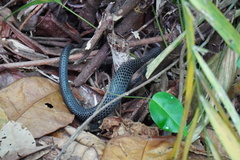 Naja sumatrana