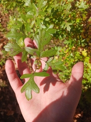 Crataegus monogyna