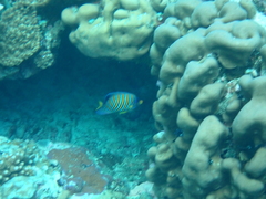 Pygoplites diacanthus