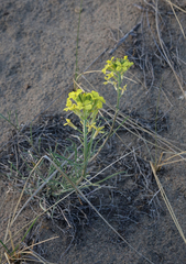Erysimum flavum altaicum