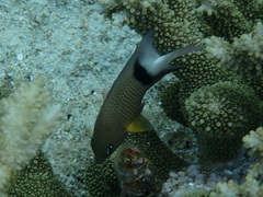 Plectroglyphidodon dickii