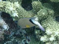 Plectroglyphidodon dickii