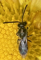 Halictidae