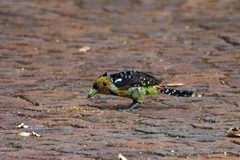 Trachyphonus vaillantii