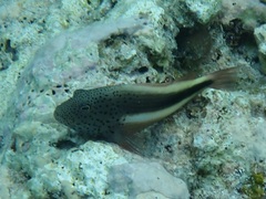 Paracirrhites forsteri