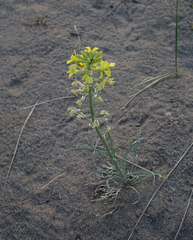Erysimum flavum altaicum