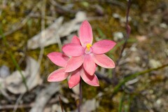 Thelymitra × macmillanii