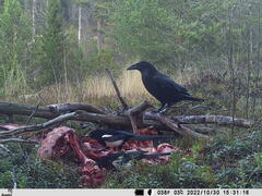 Corvus corax corax