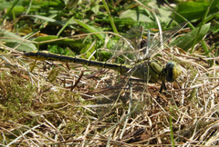 Gomphus pulchellus