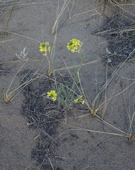 Erysimum flavum altaicum