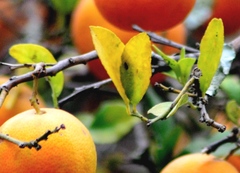 Citrus × limonia