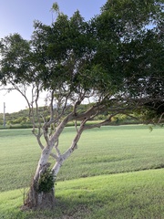 Ficus citrifolia