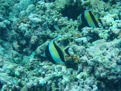 Zanclus cornutus