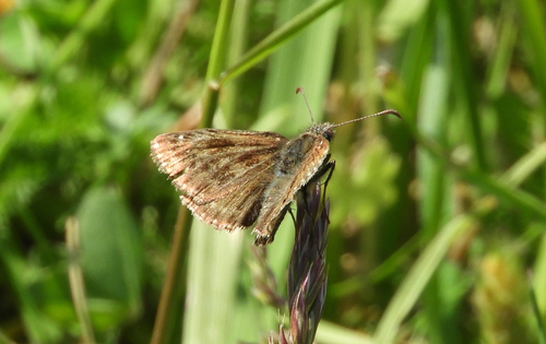 Dingy Skipper, Sint Pieter, Maastricht, Nederland, photo 8 of 10