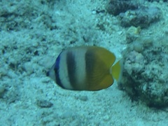 Chaetodon kleinii