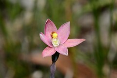 Thelymitra luteocilium