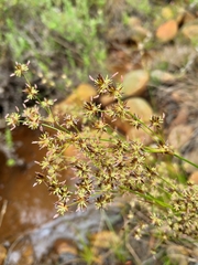 Juncus capensis