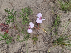 Pelargonium longicaule