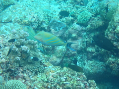 Acanthurus lineatus