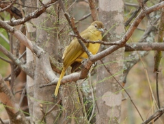 Chlorocichla flaviventris