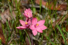 Thelymitra × macmillanii