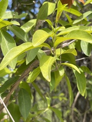 Callaeum macropterum