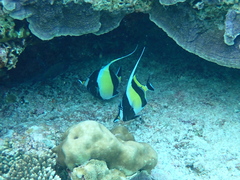 Zanclus cornutus
