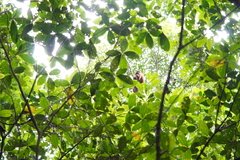 Alouatta macconnelli