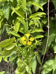 Callaeum macropterum