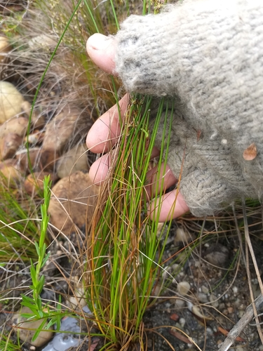Image of Juncus capensis by (c) kevin koen, some rights reserved (CC BY-SA)