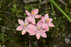 Thelymitra × macmillanii
