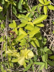 Callaeum macropterum