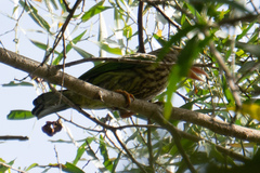 Psilopogon lineatus