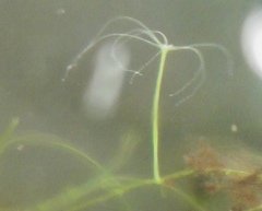 Hydra viridissima