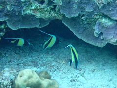 Zanclus cornutus