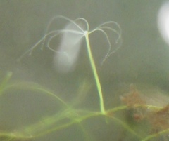 Hydra viridissima