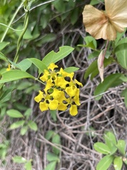 Callaeum macropterum