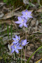 Thelymitra megcalyptra