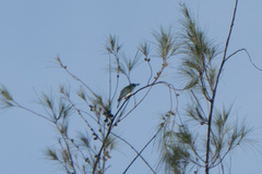 Merops viridis