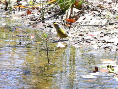 Serinus canicollis