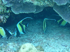 Zanclus cornutus