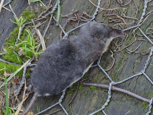 Eurasian Water Shrew (Neomys fodiens)