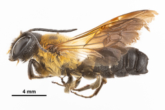 Megachile sculpturalis
